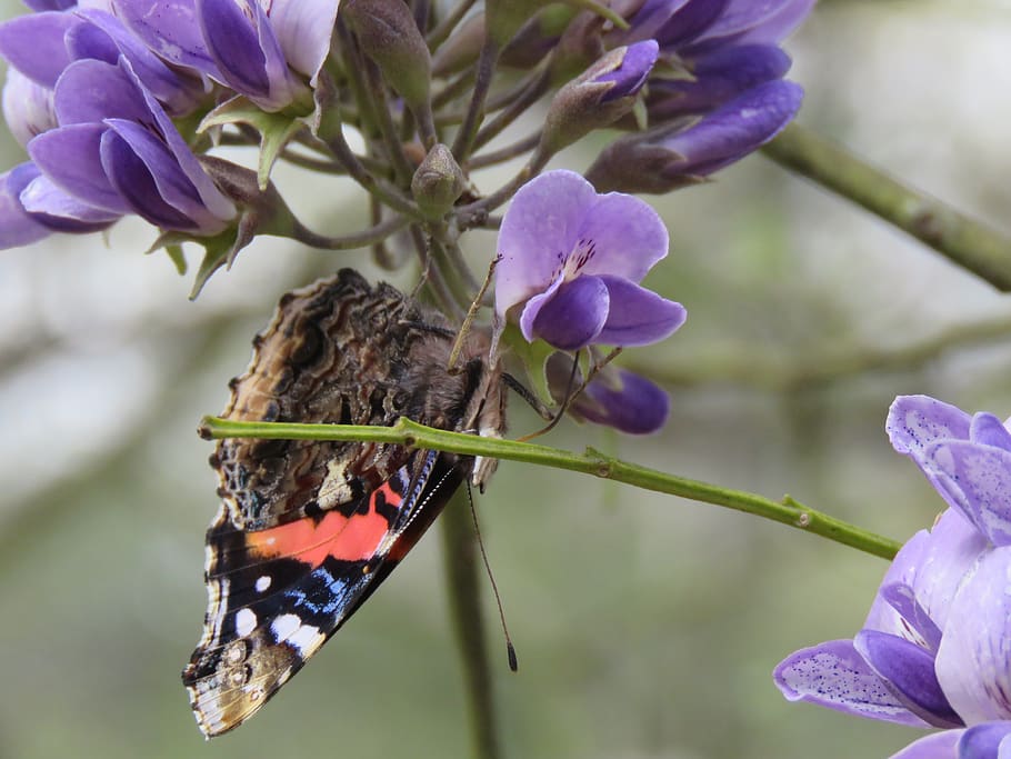 butterfly, closeup, brown, orange, blue flower, bush, natural HD wallpaper