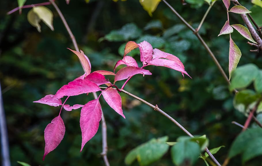 flora, red, nature, landscape, leaves, autumn, forest, plant HD wallpaper