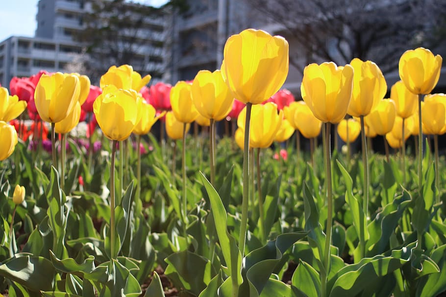 tulip, yellow tulip, flower, bloom, flowering plant, growth HD wallpaper