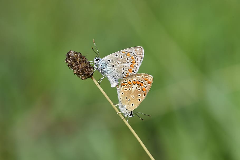 garden, spring, butterfly, insect, nature, macro, doğa, butterflys HD wallpaper