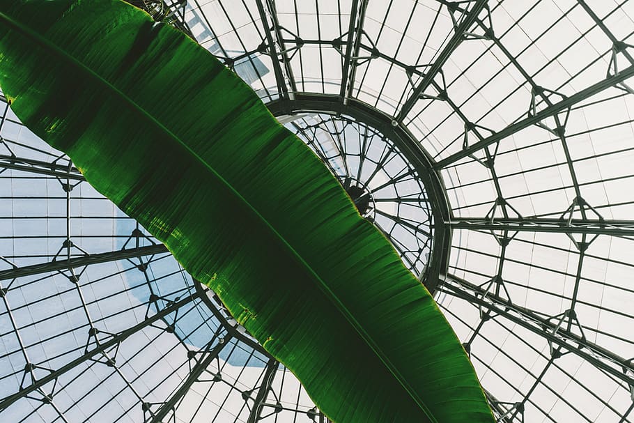 canada, toronto, allan gardens, structure, greenhouse, palm HD wallpaper