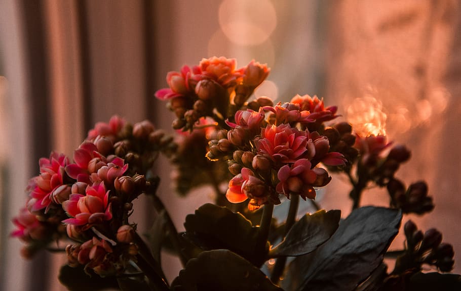 Close-up Photography of Flowers, beautiful, bloom, blooming, blur HD wallpaper