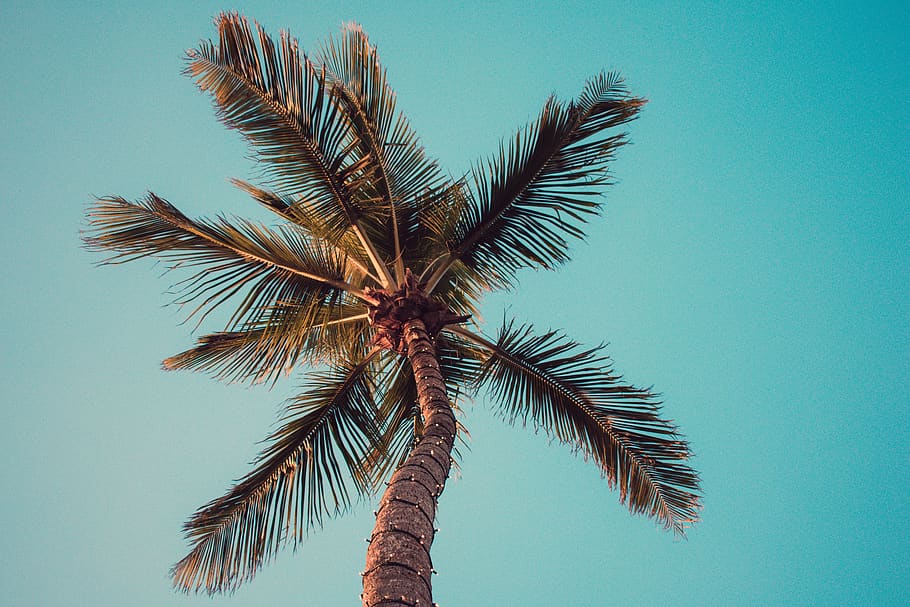 Low Angle Photography of Coconut Tree, blue sky, clear sky, coconut trees