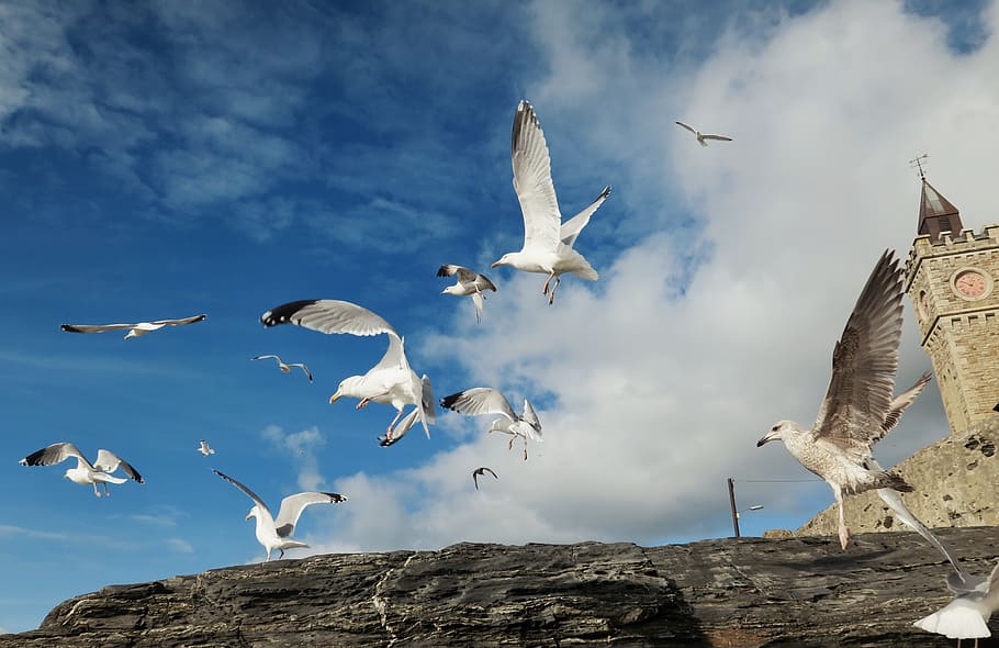 united kingdom, porthleven, coast, cornwall, birds, wildlife, HD wallpaper