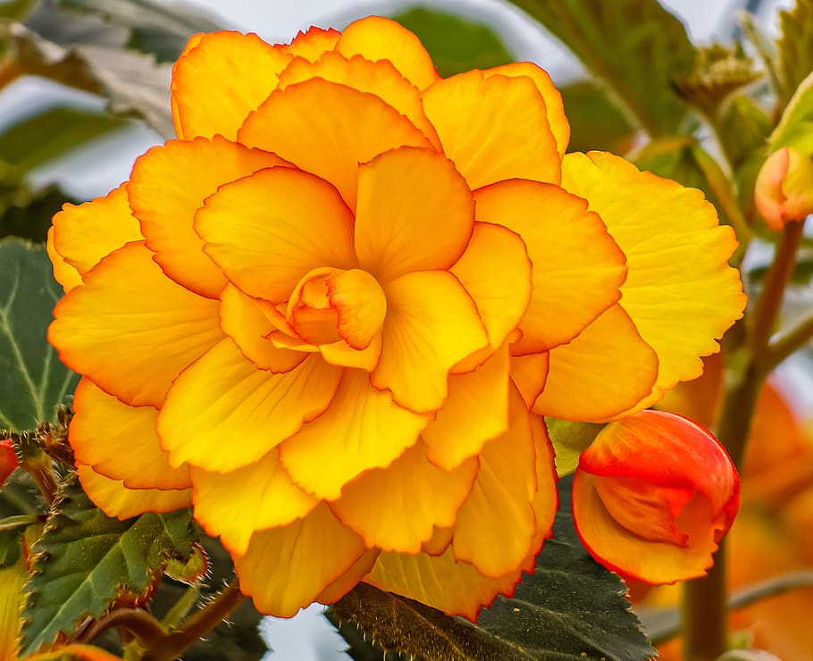 united states, sandpoint, flower, flowering plant, fragility HD wallpaper