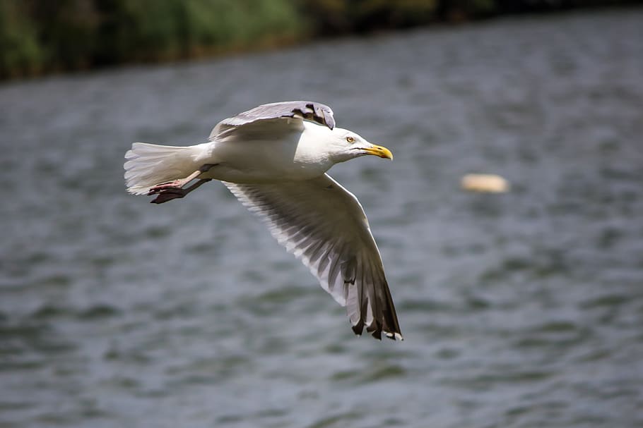 Seagull Flying Above the Sea during Day Time, animal, feathers HD wallpaper