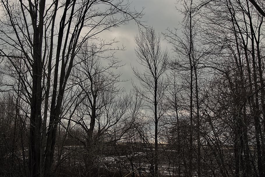 tree, bare tree, plant, no people, branch, tranquility, nature HD wallpaper
