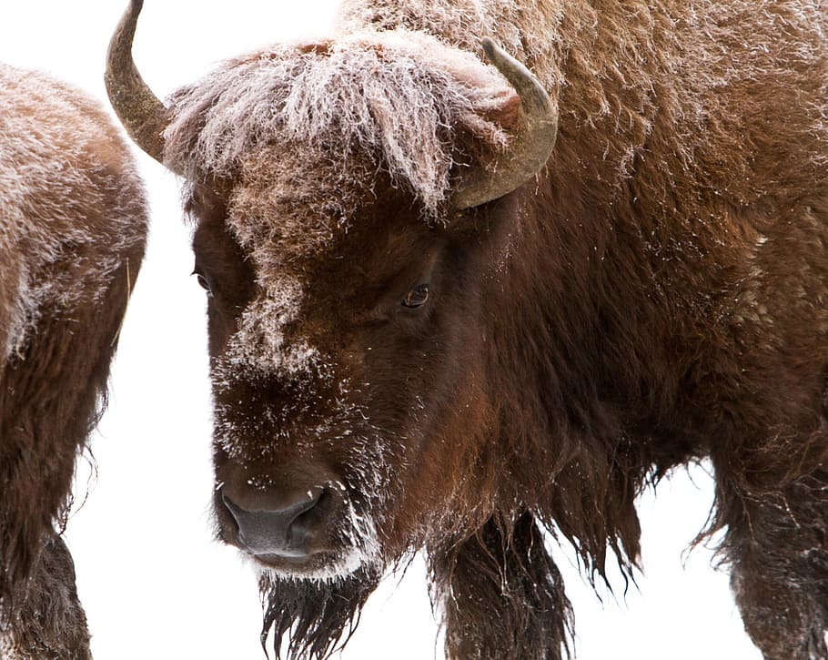 bison, buffalo, frozen, ice, snow, winter, cold, nature, animal, HD wallpaper
