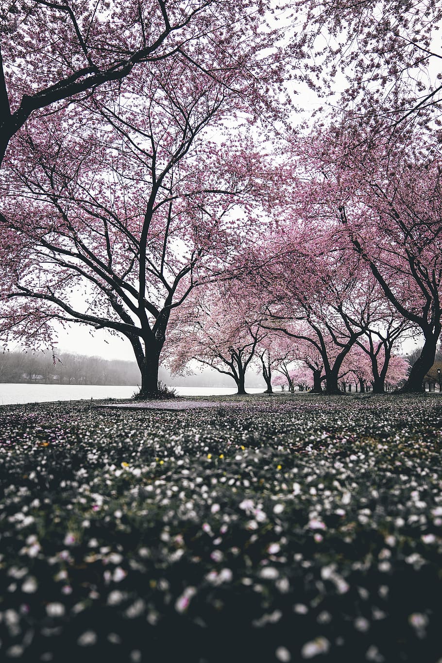 cherry blossom trees, plant, beauty in nature, branch, pink color HD wallpaper