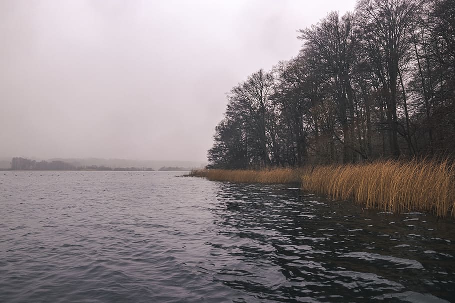 denmark, lake esrum, water, tree, plant, sky, tranquility, tranquil scene HD wallpaper
