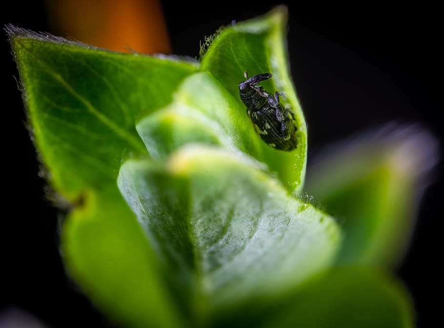 Macro Photo of Black and White Weevil on Green Leaf Plant, bug HD wallpaper