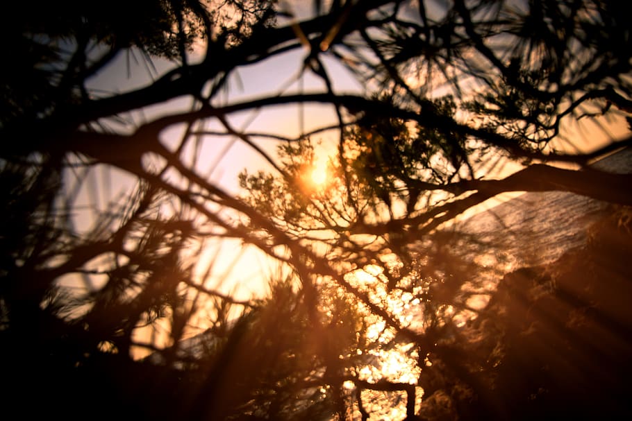 croatia, rovinj, pine, pine forest, nature, plants, sunset HD wallpaper