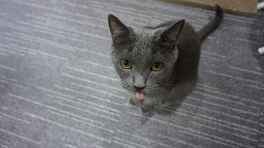 cat, russian blue, a brooks, cute, cats, grey, pets, mammal HD wallpaper