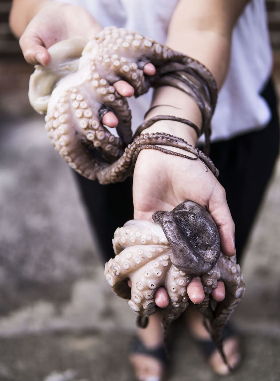 Person Holding Two Octopus, hands, invertebrate, sea creature HD wallpaper