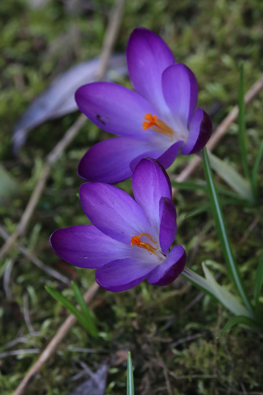 crocus, flowers, nature, violet, spring, plants, garden, undergrowth HD wallpaper