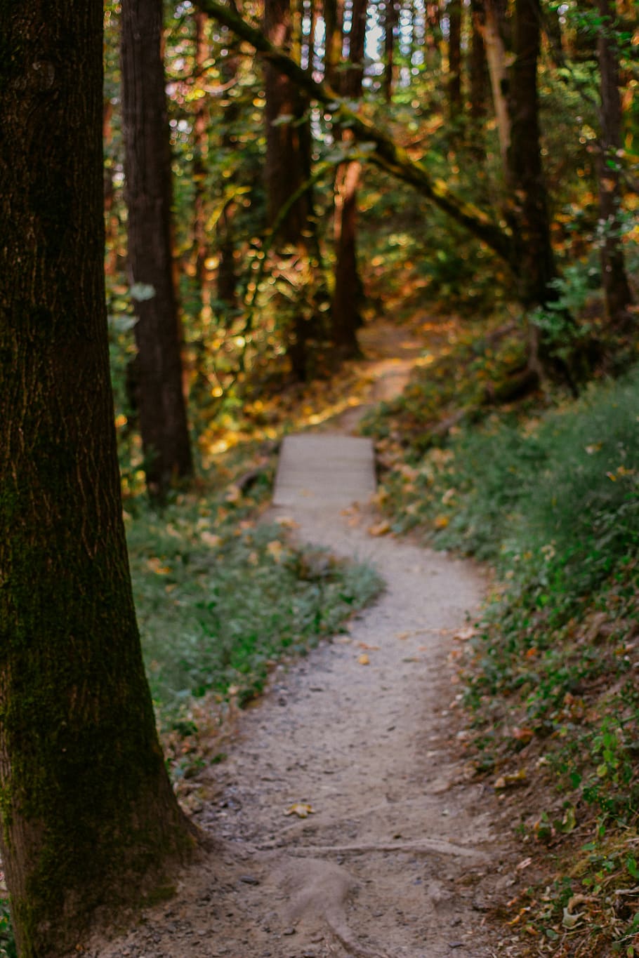forest and pathway, tree, plant, trunk, tree trunk, land, footpath HD wallpaper