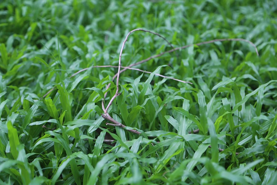 green, grass, twig, nature, plants, food and drink, green color HD wallpaper
