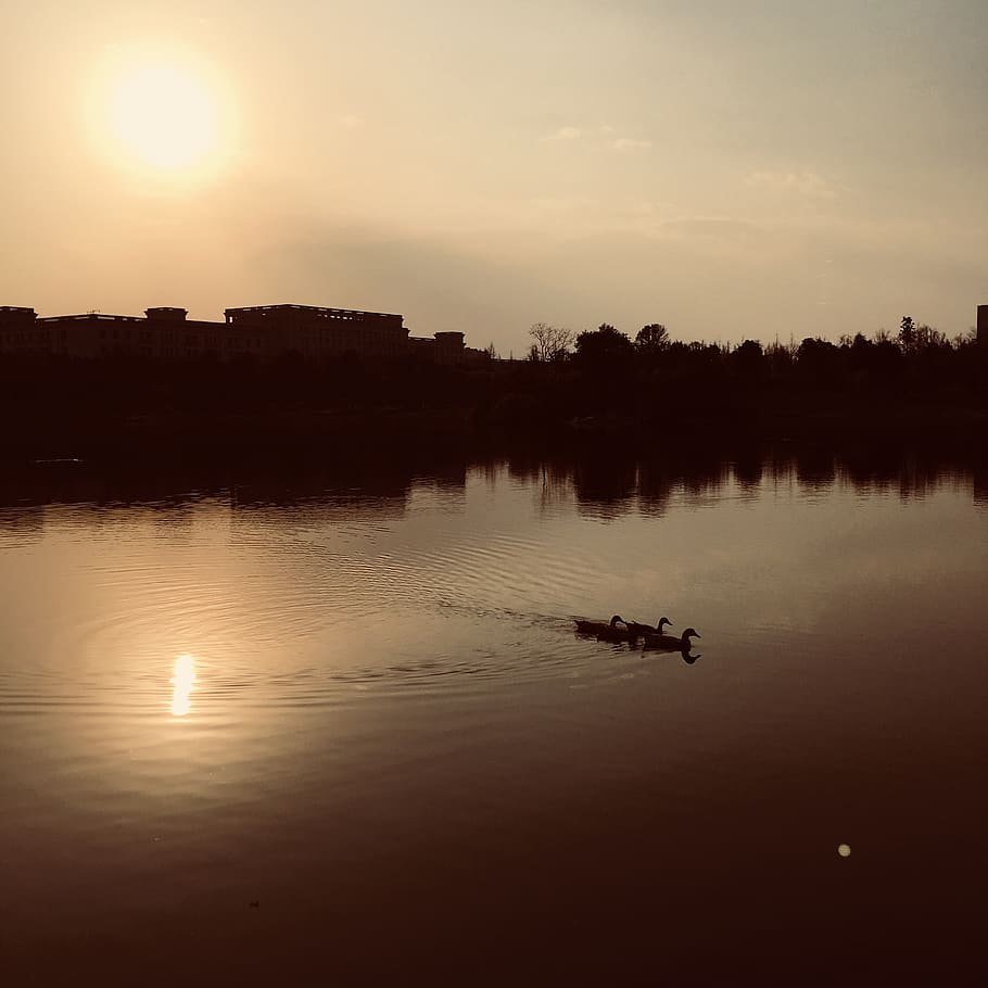 lake, water, duck, sunset, sky, reflection, nature, scenics - nature HD wallpaper