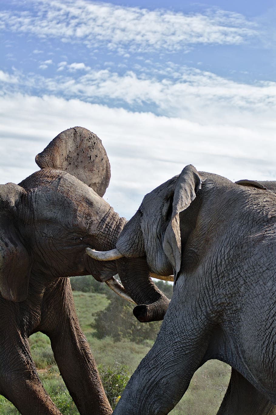 two fighting elephants statues under blue sky, wildlife, animal HD wallpaper