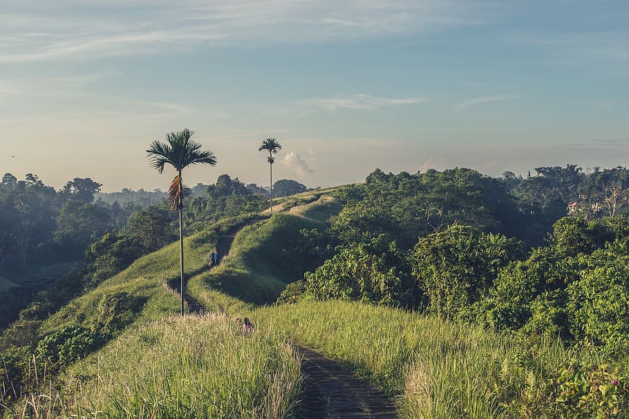 trees, nature, green, mountain, forest, plants, grass, path HD wallpaper