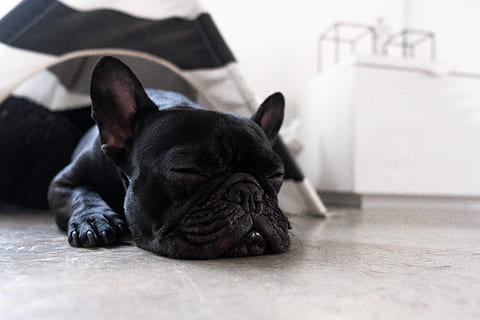 sleeping black Boston terrier, one animal, domestic, pets, mammal HD wallpaper