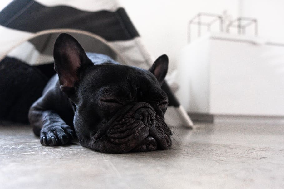 sleeping black Boston terrier, one animal, domestic, pets, mammal HD wallpaper