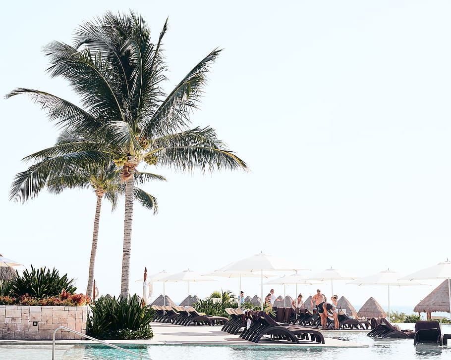 two palm trees beside pool, human, person, playa mujeres, arecaceae HD wallpaper