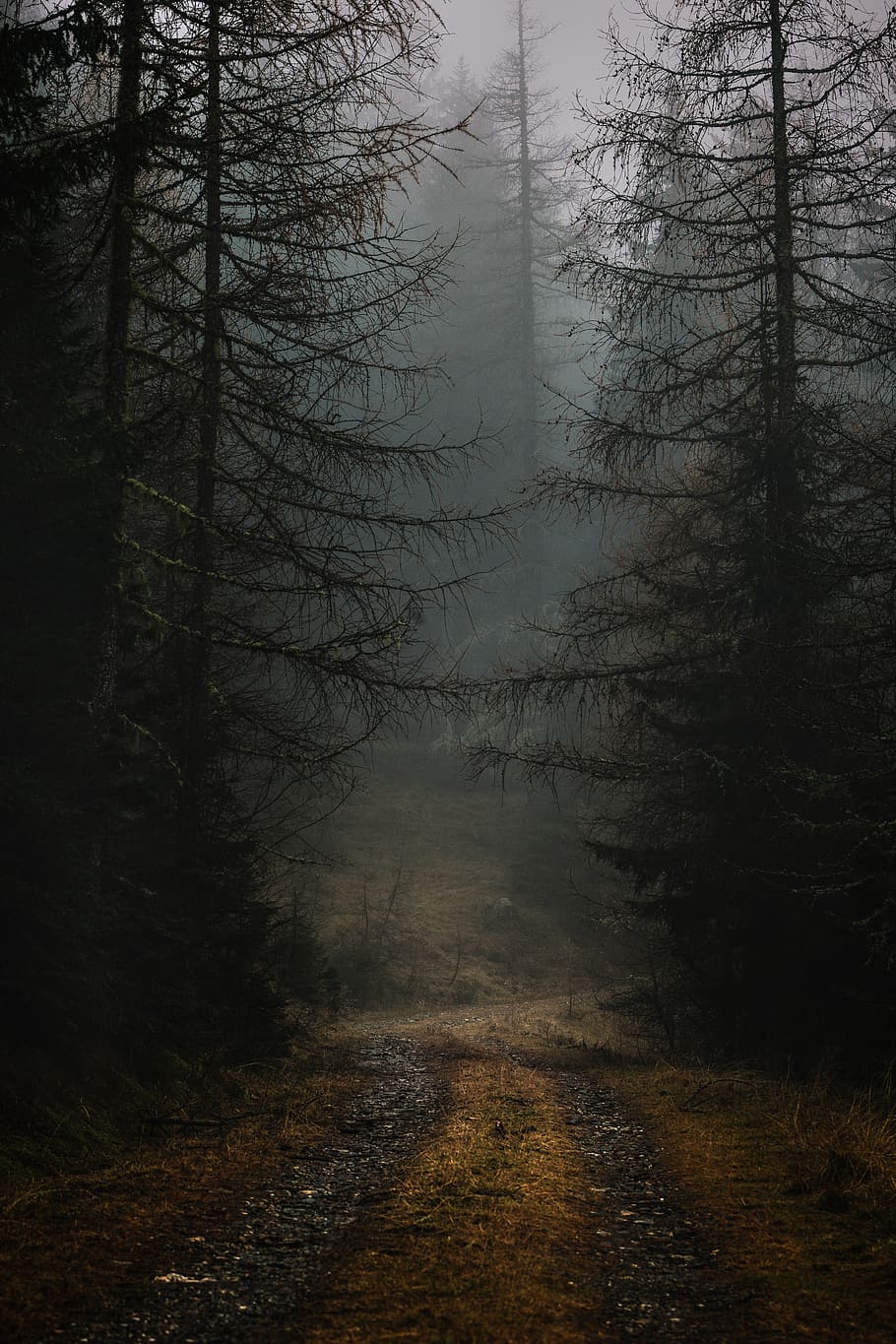 black stone road with trees, plant, forest, land, tranquility HD wallpaper