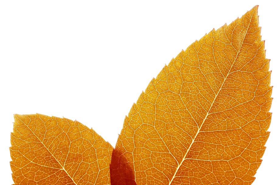 leaf, close-up, white, orange color, white background, plant part HD wallpaper