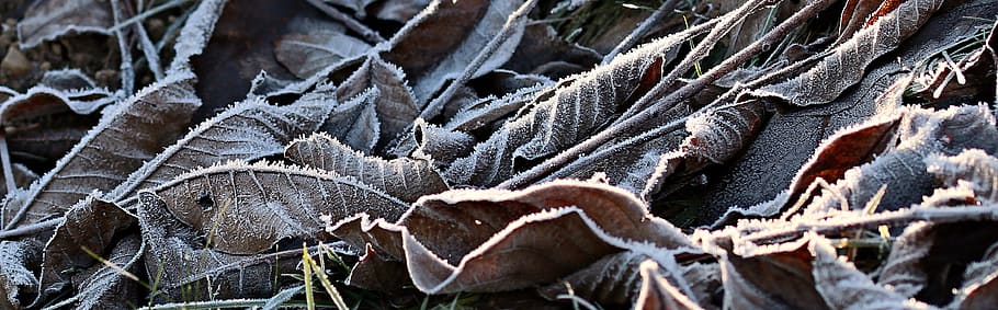 leave, leaf, frozen, ice, snow, meadow, nature, winter, cold temperature HD wallpaper