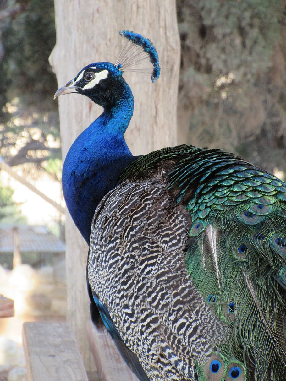 peacock, portrait, head, close up, animal, animal world, feather, HD wallpaper