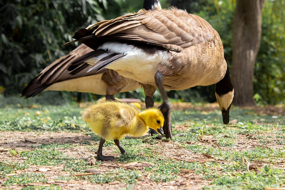 geese, baby, adults, birds, family, walking, little, big, gosling, HD wallpaper