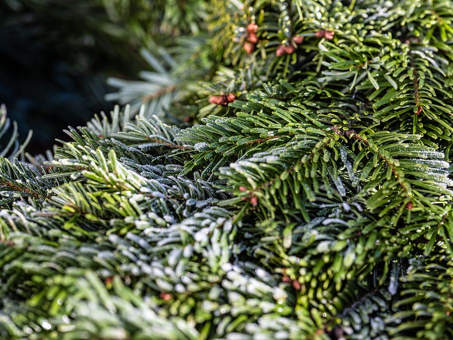 pine needles, wreath, frost, plant, green color, tree, growth HD wallpaper