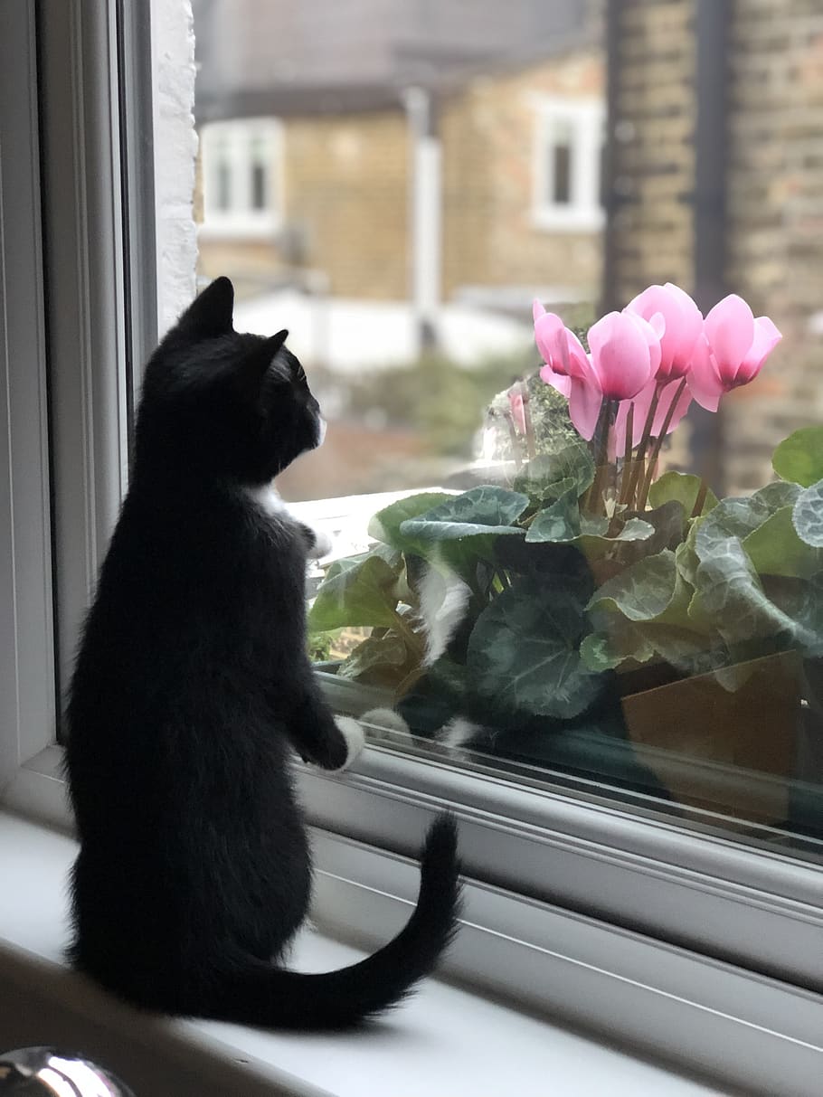 kitten, window, waiting, animal themes, flower, one animal HD wallpaper