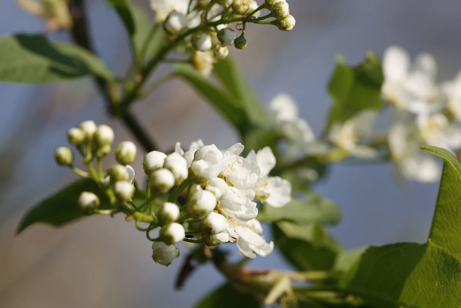 beautiful, blossom, bright, bunch, closeup, detail, flora, floral HD wallpaper