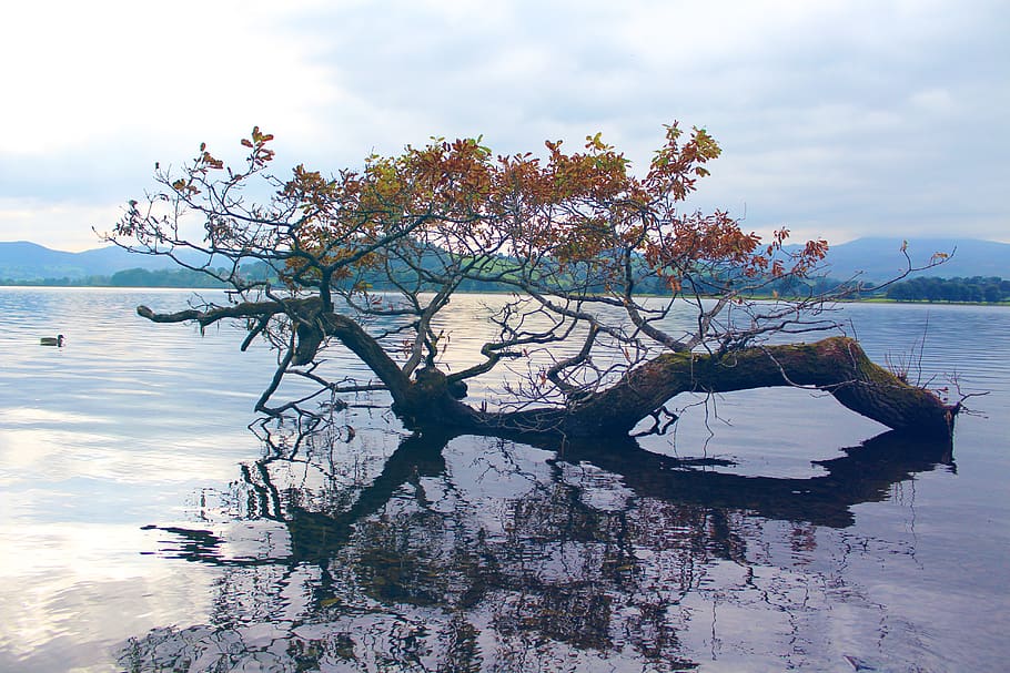 tree, nature, decay, drifting, storm, marning, early, sunrise HD wallpaper