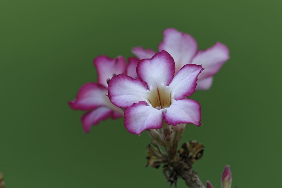 pink-petaled flowers, plant, geranium, blossom, naran, kunhar river HD wallpaper