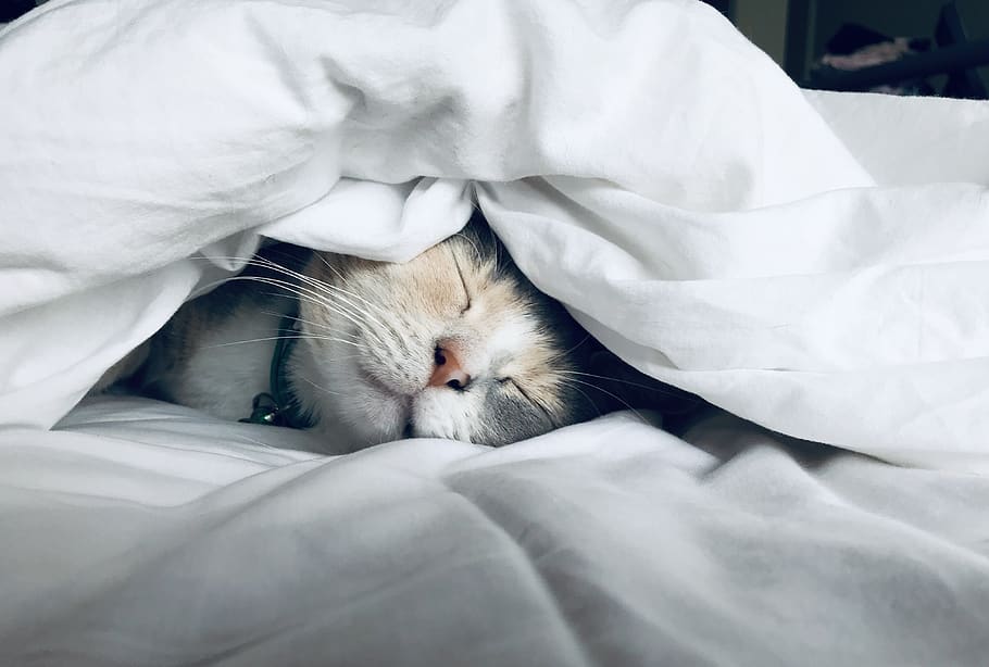 white cat sleeps under white comforter, animal, pet, mammal, blanket