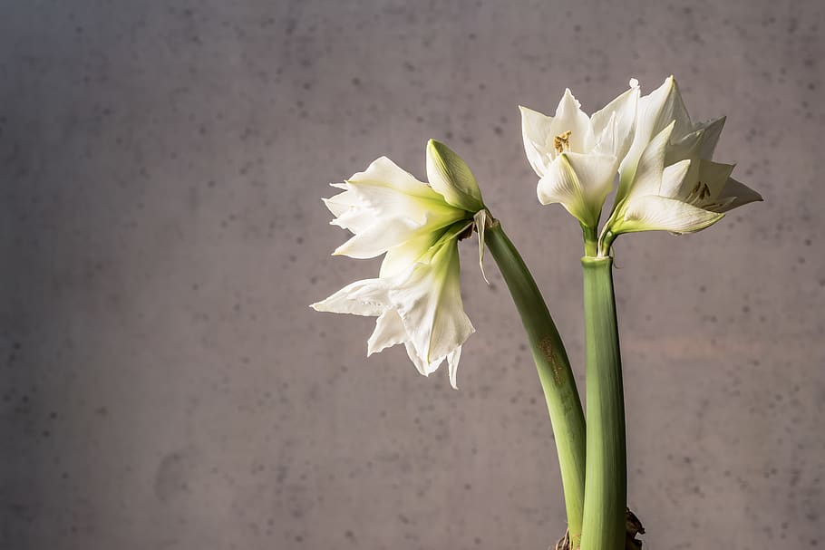 Close-Up Photo of White Flowers, beautiful, bloom, blooming, delicate HD wallpaper