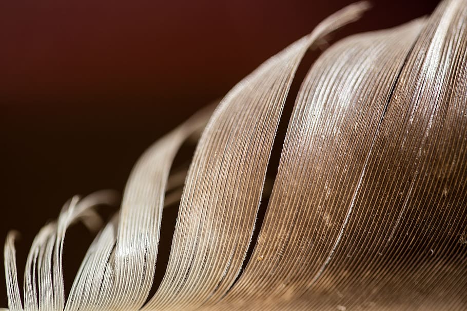 feather, bird, macro, details, abstract, close-up, thread, selective focus HD wallpaper