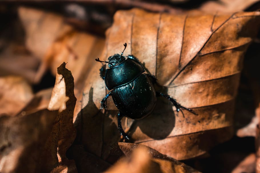 ukraine, bugs, forest, scarab, flora, insect, invertebrate HD wallpaper