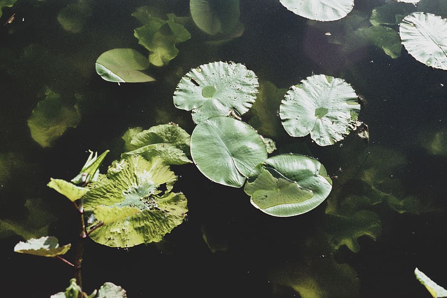 denmark, copenhagen, leaves, pond, sunk, water, swamp, forest, HD wallpaper