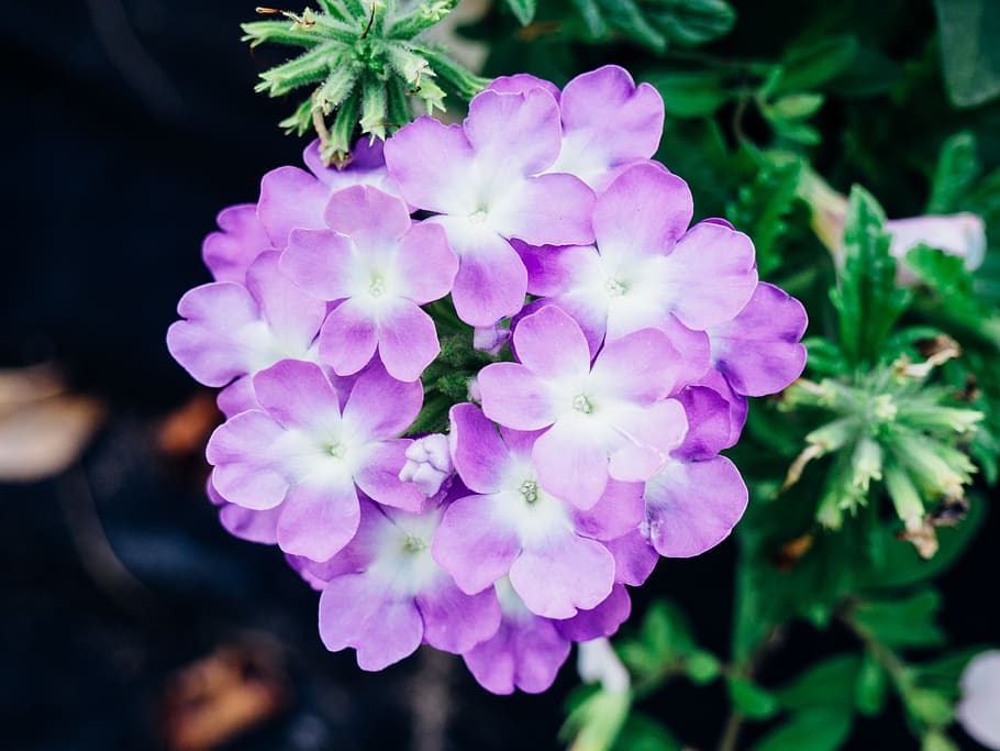 flower, pink, garden, macro, nature, flowering plant, freshness HD wallpaper