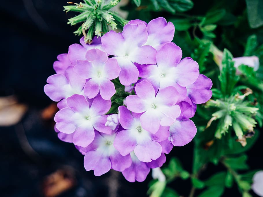 Purple Flowers, Macro, Nature, Summer, leaves, pink, shadow, flowering plant HD wallpaper