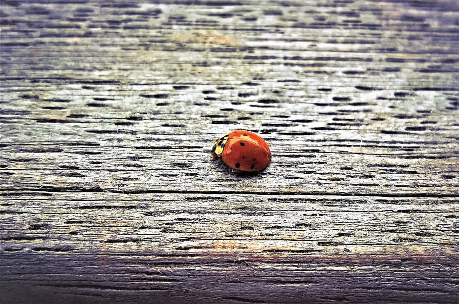 ladybug, insect, lucky charm, beetle, red, black, points, small HD wallpaper
