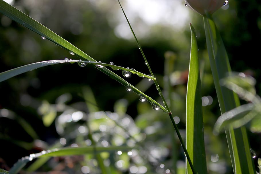 water, drip, green, leaf, nature, grass, macro, liquid, raindrop HD wallpaper