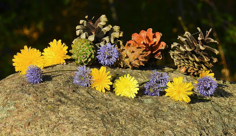 flowers, cones, composition, flowering plant, freshness, fragility HD wallpaper