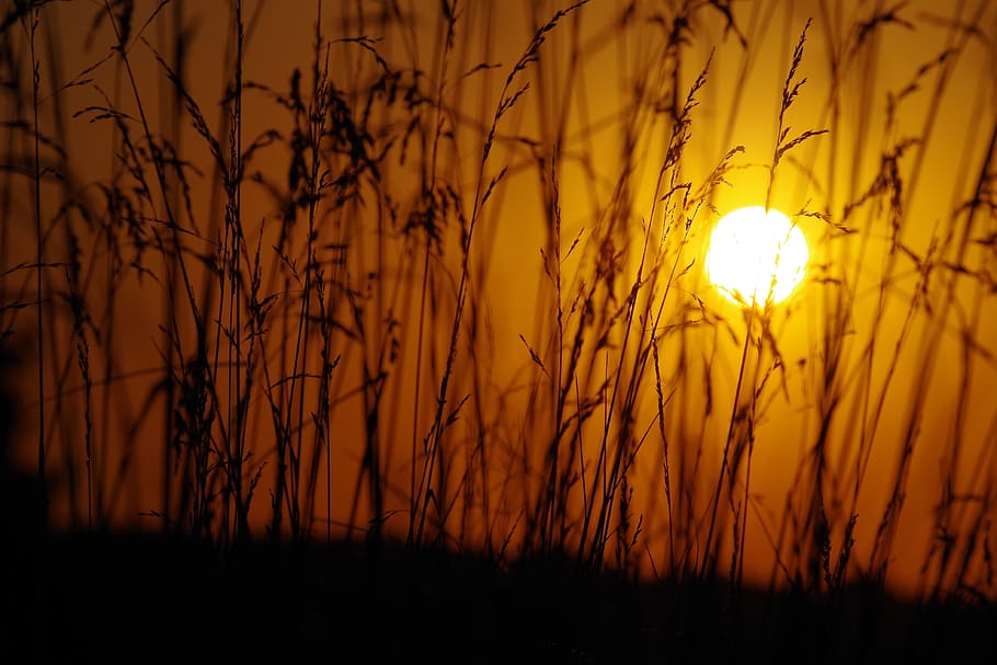sunset, reed, nature, landscape, evening, dusk, orange, beauty in nature HD wallpaper
