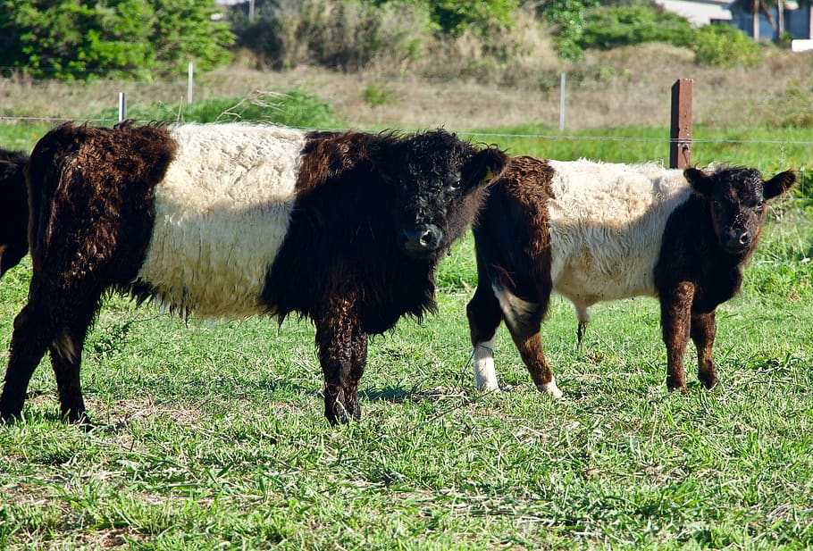 cattle, breed, colour, breeding, calf, agriculture, pasture HD wallpaper
