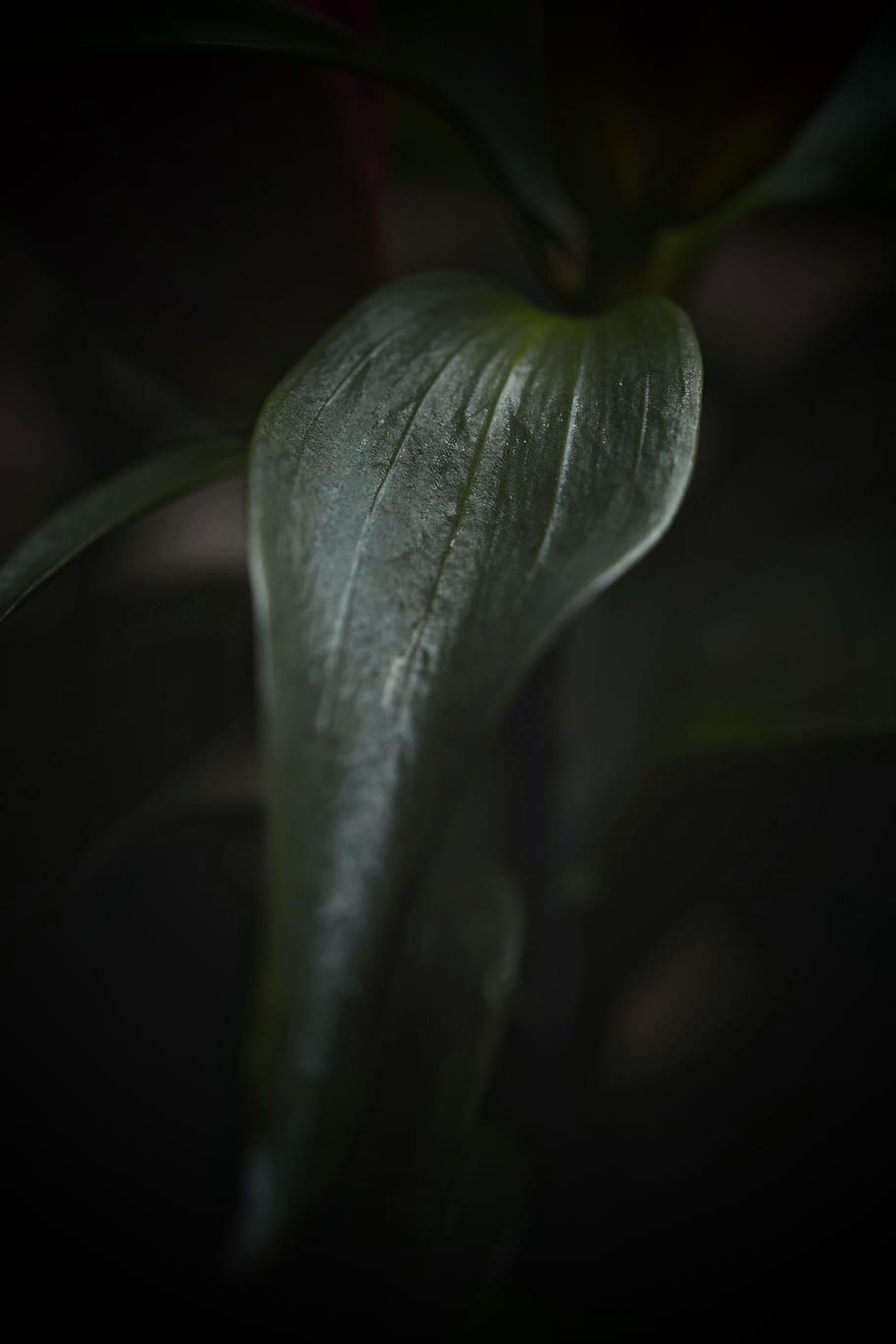 green leaf, plant, flower, blossom, snake, animal, reptile, araceae HD wallpaper